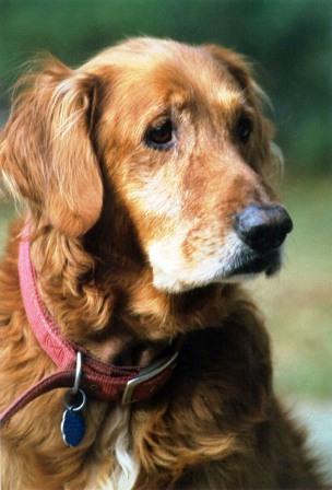 alimentazione corretta per cani anziani